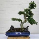 Large Chinese Elm Bonsai Tree (Ulmus Parvifolia) - Shaped, Indoor & Outdoor, 40cm Glazed Pot, Easy Care for All Levels - Image 6