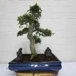 Large Chinese Elm Bonsai Tree (Ulmus Parvifolia) - Shaped, Indoor & Outdoor, 40cm Glazed Pot, Easy Care for All Levels - Image 7