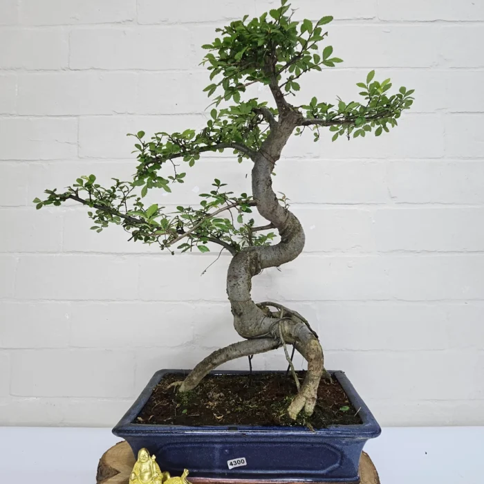 Beautifully Shaped Chinese Elm (Ulmus Parvifolia) Bonsai Tree - 30cm Pot | Perfect for Beginners & Experts | Indoor & Outdoor Hardy Tree - Image 92