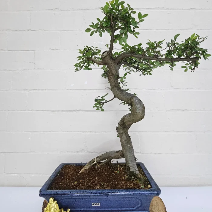 Beautifully Shaped Chinese Elm (Ulmus Parvifolia) Bonsai Tree - 30cm Pot | Perfect for Beginners & Experts | Indoor & Outdoor Hardy Tree - Image 93