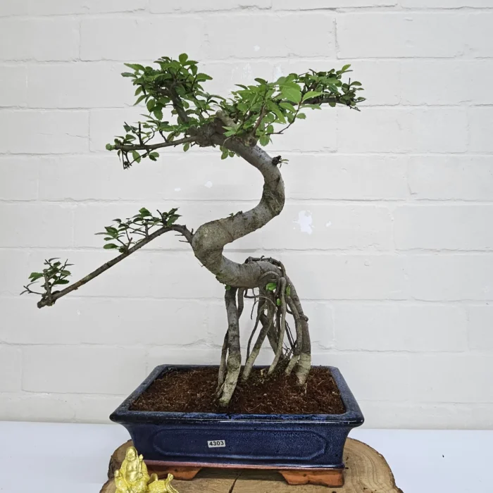 Beautifully Shaped Chinese Elm (Ulmus Parvifolia) Bonsai Tree - 30cm Pot | Perfect for Beginners & Experts | Indoor & Outdoor Hardy Tree - Image 94