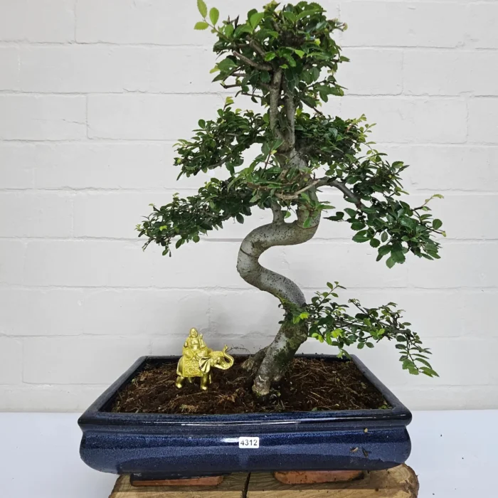 Large Chinese Elm Bonsai Tree (Ulmus Parvifolia) - 35cm Glazed Pot | Perfect for Beginners & Experts | Low Maintenance Indoor/Outdoor Bonsai - Image 32