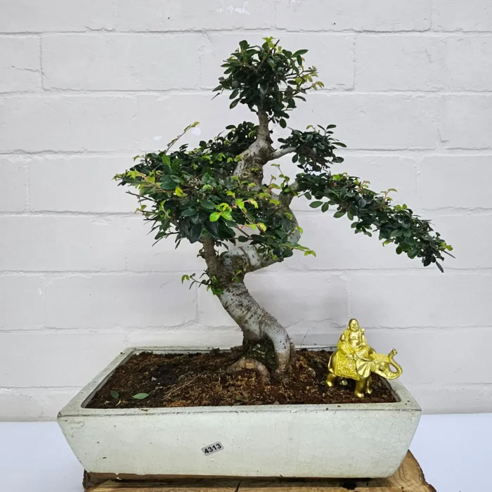 Large Chinese Elm Bonsai Tree (Ulmus Parvifolia) - 35cm Glazed Pot | Perfect for Beginners & Experts | Low Maintenance Indoor/Outdoor Bonsai - Image 33