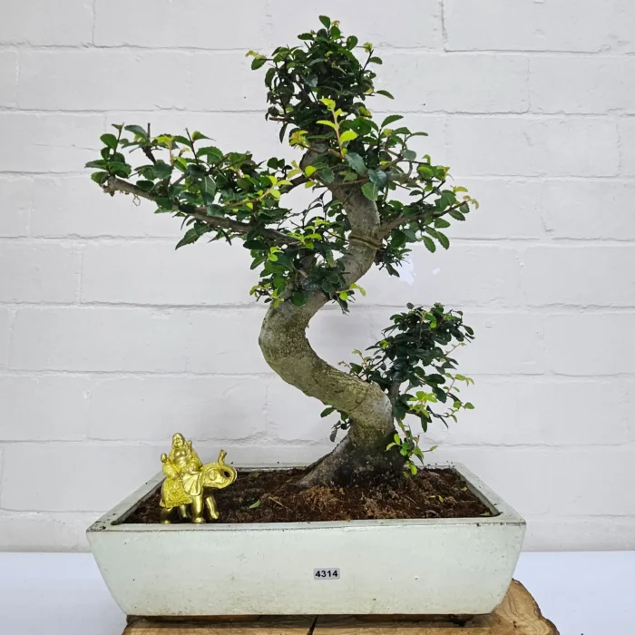 Large Chinese Elm Bonsai Tree (Ulmus Parvifolia) - 35cm Glazed Pot | Perfect for Beginners & Experts | Low Maintenance Indoor/Outdoor Bonsai - Image 34