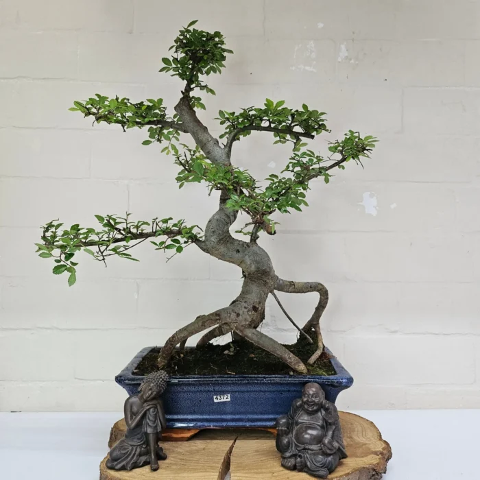 Beautifully Shaped Chinese Elm (Ulmus Parvifolia) Bonsai Tree - 30cm Pot | Perfect for Beginners & Experts | Indoor & Outdoor Hardy Tree - Image 95