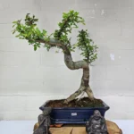 Beautifully Shaped Chinese Elm (Ulmus Parvifolia) Bonsai Tree - 30cm Pot | Perfect for Beginners & Experts | Indoor & Outdoor Hardy Tree - Image 96