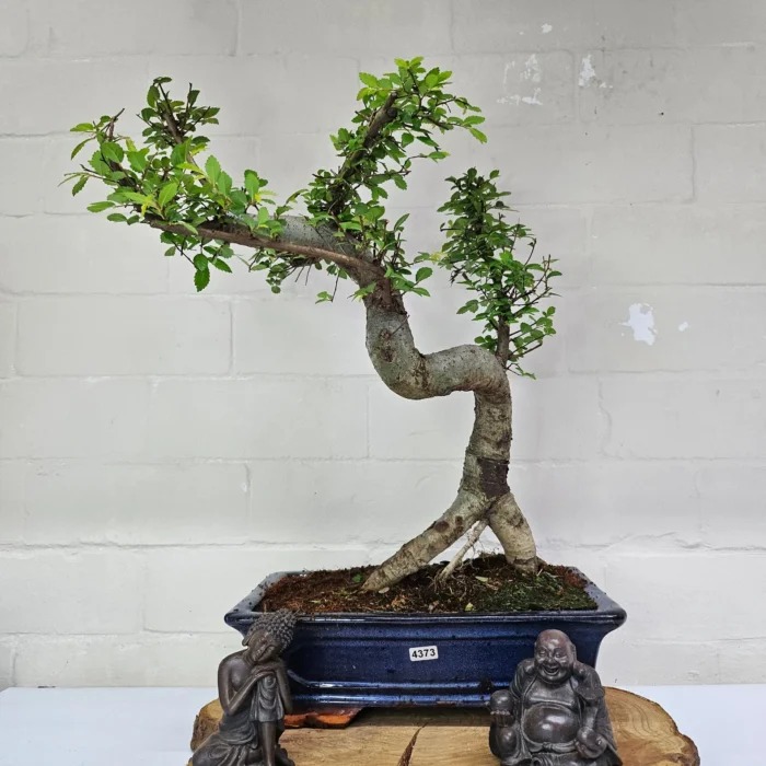 Beautifully Shaped Chinese Elm (Ulmus Parvifolia) Bonsai Tree - 30cm Pot | Perfect for Beginners & Experts | Indoor & Outdoor Hardy Tree - Image 96