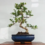 Fukien Tea Tree Bonsai (Carmona Retusa) - 20cm Glazed Pot | Indoor Bonsai for All-Year Bloom