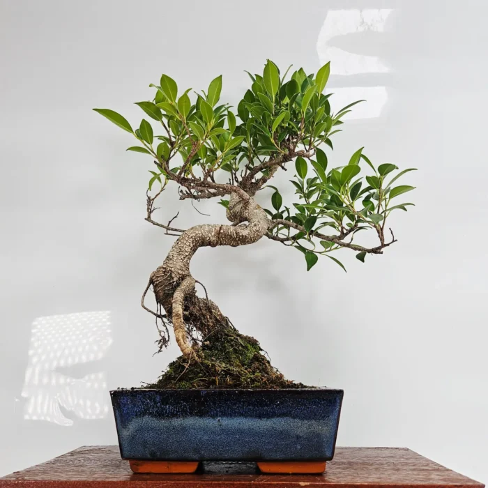 Ficus Microcarpa Indoor Bonsai Tree | Easy Care Banyan Fig in 20cm Pot with Vivid Green Leaves - Image 1
