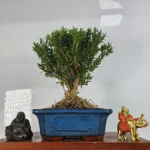Boxwood (Buxus Harlandii) Bonsai Tree - Broom Style | 20cm Glazed Ceramic Pot | Perfect for Expert Enthusiasts