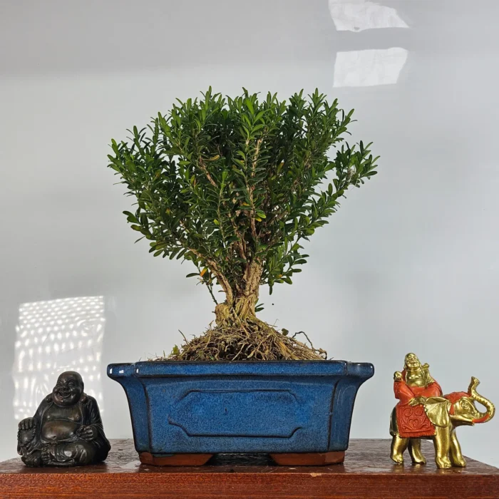 Boxwood (Buxus Harlandii) Bonsai Tree - Broom Style | 20cm Glazed Ceramic Pot | Perfect for Expert Enthusiasts - Image 1