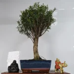 Brush Cherry Bonsai Tree | Elegant Broom Style | 20cm Glazed Ceramic Pot