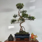 Brush Cherry Bonsai Tree | Shaped Syzygium | Blooming & Fruiting | Perfect for Home, Office, or Garden