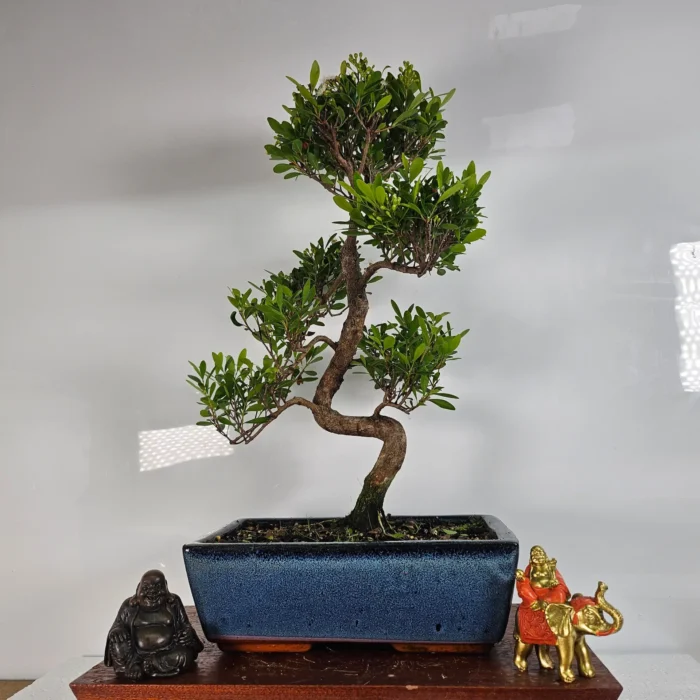 Brush Cherry Bonsai Tree Shapely Syzygium in Blue Glazed 25cm Pot | Indoor & Outdoor Use - Image 1
