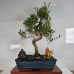 Brush Cherry (Syzygium) Bonsai Tree - Flowering & Fruiting in 30cm Ceramic Pot | Indoor & Outdoor Decorative Plant | Perfect Gift for Home, Office, or Garden