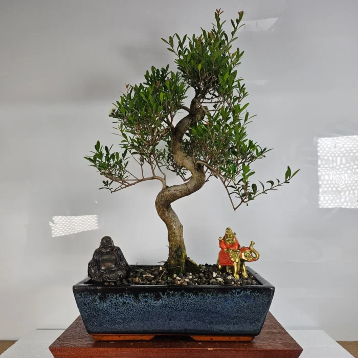 Brush Cherry (Syzygium) Bonsai Tree - Flowering & Fruiting in 30cm Ceramic Pot | Indoor & Outdoor Decorative Plant | Perfect Gift for Home, Office, or Garden - Image 1
