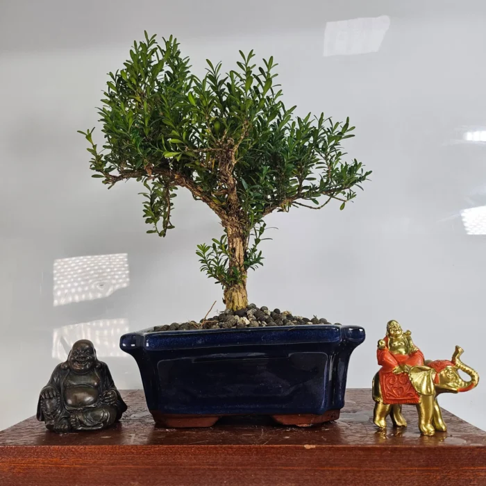 Boxwood (Buxus Harlandii) Bonsai Tree - Elegantly Shaped in 20cm Blue Ceramic Pot - Ideal for Experienced Gardeners - Image 1