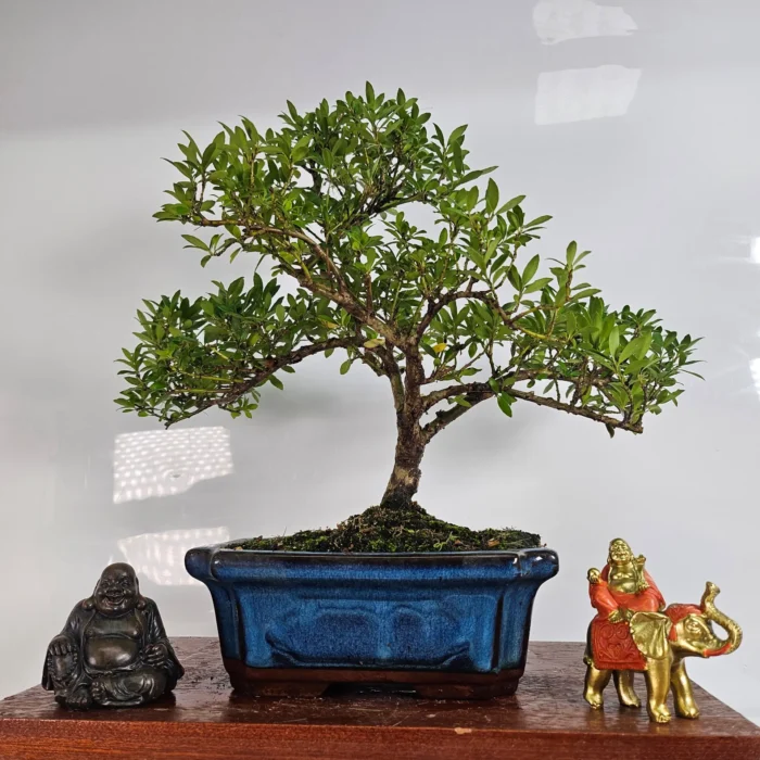 Elegant Japanese Holly (Ilex Crenata) Bonsai Tree in 20cm Glazed Pot | Perfect for All Skill Levels - Image 1