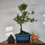 Japanese Holly (Ilex Crenata) Bonsai Tree | Shaped & Ready | 15cm Glazed Pot - Easy Care & Elegant Decor