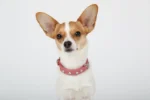Athens Blingy Dog Collar - Luxurious Genuine Soft Cowhide with Dazzling Replica Diamonds
