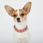 Athens Blingy Dog Collar - Luxurious Genuine Soft Cowhide with Dazzling Replica Diamonds