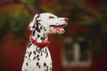 Athens Blingy Dog Collar - Luxurious Genuine Soft Cowhide with Dazzling Replica Diamonds - Image 127