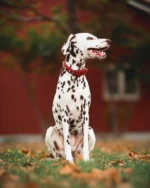 Athens Blingy Dog Collar - Luxurious Genuine Soft Cowhide with Dazzling Replica Diamonds - Image 128