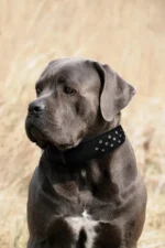 Athens Blingy Dog Collar - Luxurious Genuine Soft Cowhide with Dazzling Replica Diamonds - Image 129