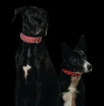 Athens Blingy Dog Collar - Luxurious Genuine Soft Cowhide with Dazzling Replica Diamonds - Image 130