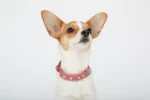 Athens Blingy Dog Collar - Luxurious Genuine Soft Cowhide with Dazzling Replica Diamonds - Image 131