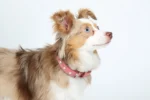 Athens Blingy Dog Collar - Luxurious Genuine Soft Cowhide with Dazzling Replica Diamonds - Image 132