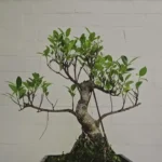 Ficus Microcarpa (Banyan Fig) Indoor Bonsai Tree Pre-Shaped, Easy Care, 25cm Pot, Perfect for Home or Office Decor