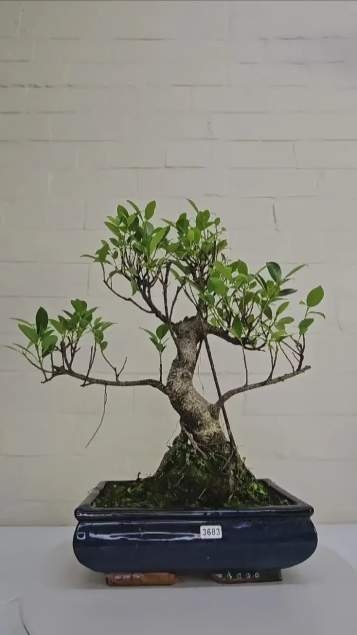 Ficus Microcarpa (Banyan Fig) Indoor Bonsai Tree Pre-Shaped, Easy Care, 25cm Pot, Perfect for Home or Office Decor - Image 1