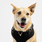 Aquafleece Dog Harness - Black | Water-Resistant Adjustable Harness for Dogs