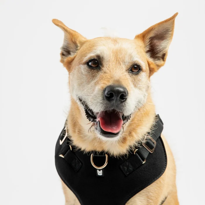 Aquafleece Dog Harness - Black | Water-Resistant Adjustable Harness for Dogs - Image 1