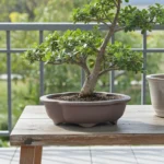 Handcrafted Unglazed Bonsai Pot with Intricate Floral Design Perfect for Bonsai Enthusiasts | 18cm x 15cm x 4cm