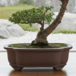 20cm Unglazed Bonsai Pot - Floral Design | Durable Ceramic | Rustic Brown Finish | Ideal for Multiple Bonsai Species - Image 2