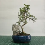 Chinese Pepper (Zanthoxylum Pipertum) Bonsai Tree - Custom Shaped, 20cm Pot | Enhance Home and Garden Decor