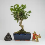 Chinese Privet Bonsai Tree (Ligustrum Sinense) - Broom Style in 15cm Blue Glazed Pot | Indoor & Outdoor Plant