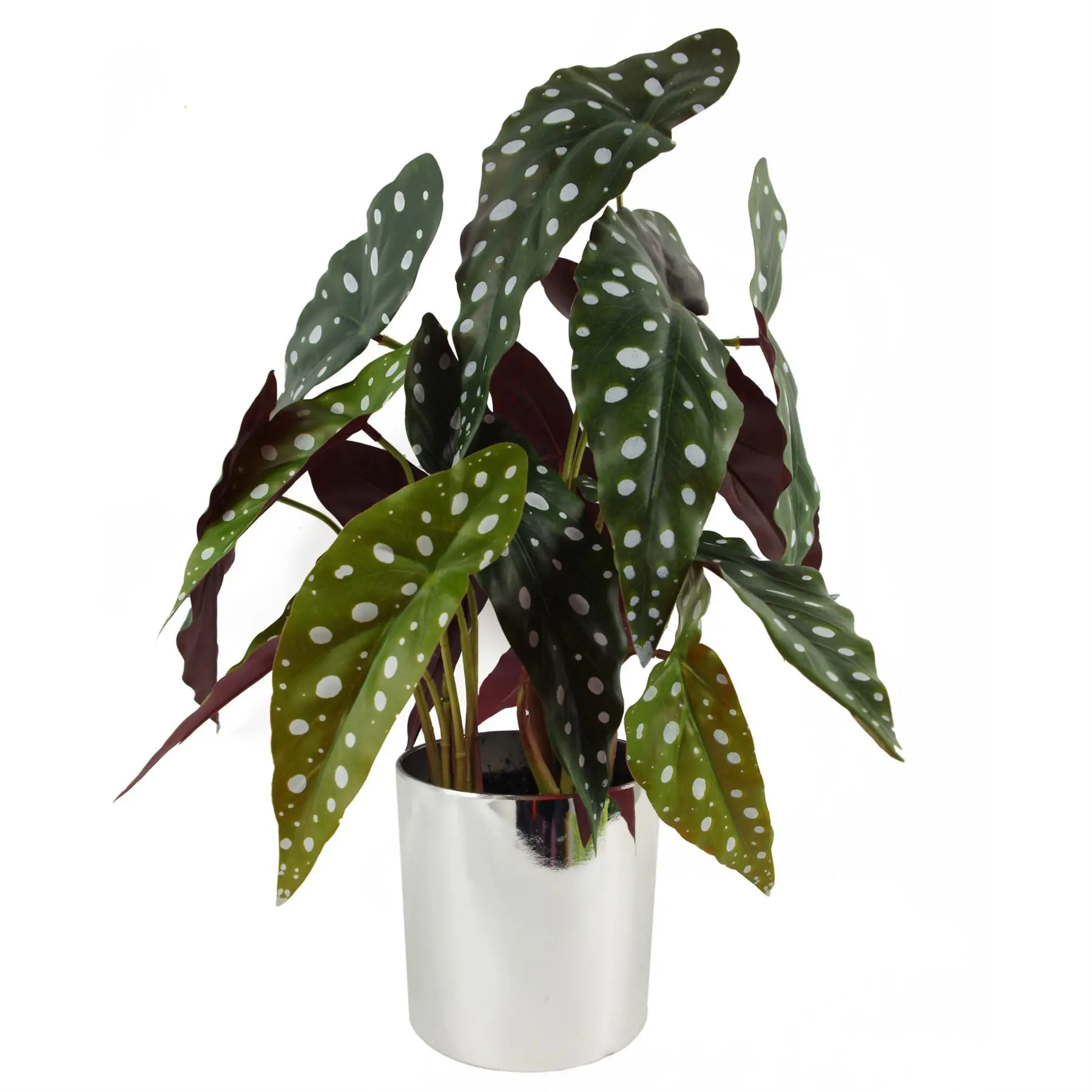 488126327_large.webp Buy Realistic 40cm Artificial Begonia Maculata Plant in Decorative Pot | Perfect Home & Office Decor - Image 1