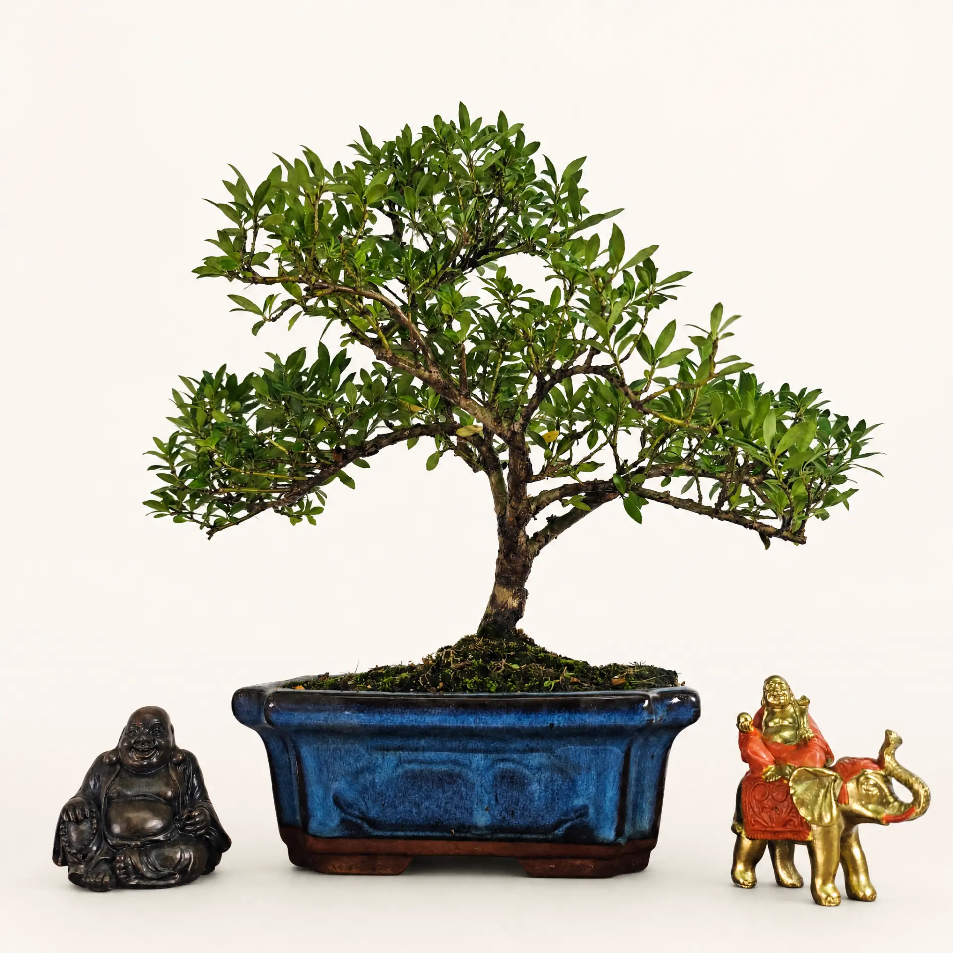 537781104_large.webp Elegant Japanese Holly (Ilex Crenata) Bonsai Tree in 20cm Glazed Pot | Perfect for All Skill Levels - Image 1